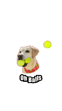 Oh Balls Sticker by Caravan of Paws