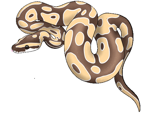 Tattoo Snake Sticker