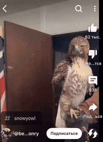 eruewyrigsafigsifgsifjgb giphyupload GIF