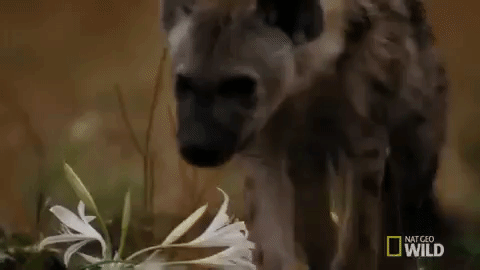 nat geo wild hyena GIF by Savage Kingdom