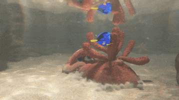 finding nemo pixar gif GIF by Disney Pixar