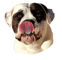 Dog Love Sticker by Glamour by Reitsport SIBO