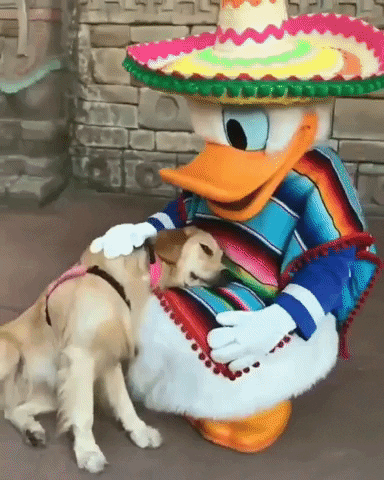 cuteanimalland giphyupload GIF