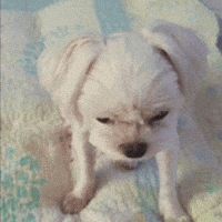 kuki3 puppy kuki 댕댕이 반짝반짝 GIF