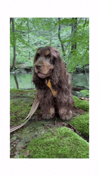 Cockeren_houdini what omg look cute dog GIF
