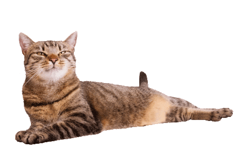 Cat Sticker by ViennaTouristboard