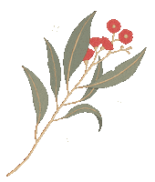australian eucalyptus ingridbart gumblossom Sticker