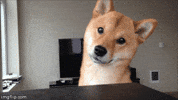 shiba GIF