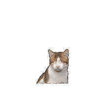 25Cats Sticker by Gray Hat Films