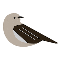 Northern Mockingbird Birds Sticker by National Audubon Society