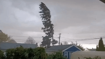 Powerful Winds and Hail Blow Through Long Island Amid Tornado Warnings