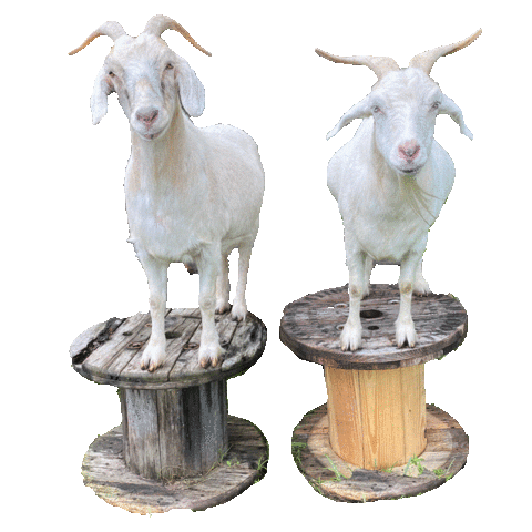 xoxofarmgirl giphyupload goat goats xoxofarmgirl Sticker