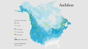 common merganser GIF by audubon