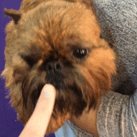 Dog Show GIF by Westminster Kennel Club