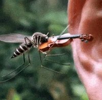 Ai Insect GIF