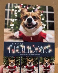 Dog Corgi GIF