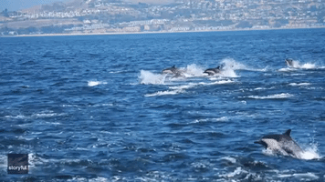 Boat Glides Among Stampeding Dolphins on California Coast
