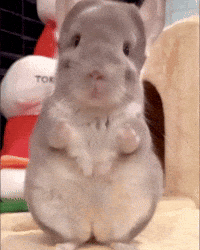 Chinchilla Sue GIF