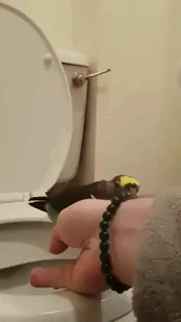 Clever Parrot Learns to Use Toilet