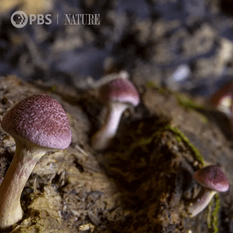 Grow Pbs Nature GIF by Nature on PBS