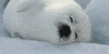 Seal GIF