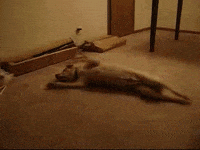 dog dreams GIF