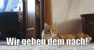 unsereoebb cat katze oebb weltkatzentag GIF