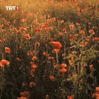 Happy Good Morning GIF by TRT