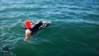 Fishermen Rescue Leatherback Turtle Off Irish Coast