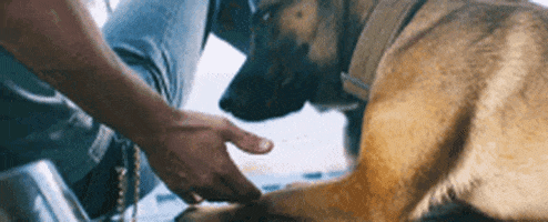 High Five Channing Tatum GIF by Dog The Movie