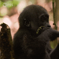 Hungry Close Up GIF by Nature on PBS