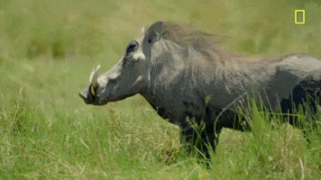Nat Geo Savage Kingdom GIF by National Geographic Channel
