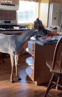 Orphaned Deer Stops In For Leftover Snacks GIF by ViralHog