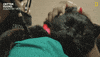 Hungry Food GIF by Nat Geo Wild