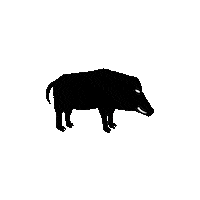 Boar Wikinger Sticker by Nidhogg