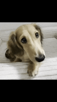 Dachshund GIF