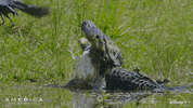 Jump Surprise GIF by Nat Geo Wild