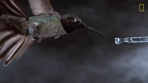 slow motion hummingbird GIF by Nat Geo Wild