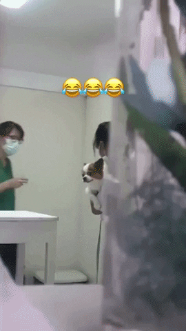 cuteanimalland giphyupload GIF