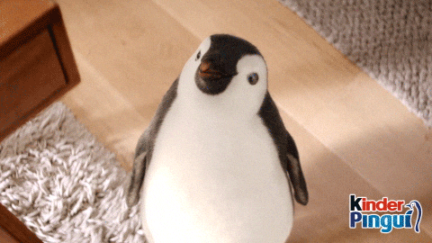 kinder_Pingui giphyupload hello sweet penguin GIF