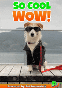 So Cool Wow GIF by PetJuvenate - PJ
