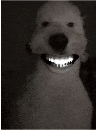 Dog Smile GIF