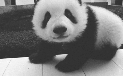 black and white panda GIF