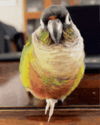 Egg Potato GIF