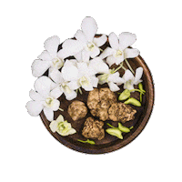 lacerqua truffle truffles tartufo tartufi Sticker