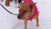 doggie winter wonderland pupparazzi GIF by Nat Geo Wild