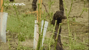 Hail Vineyard GIF by euronews