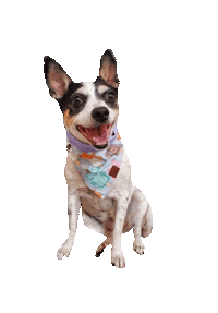 Lucythedog Sticker