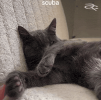 Cute Cat GIF by Respective