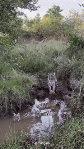 cuteanimalland giphyupload GIF